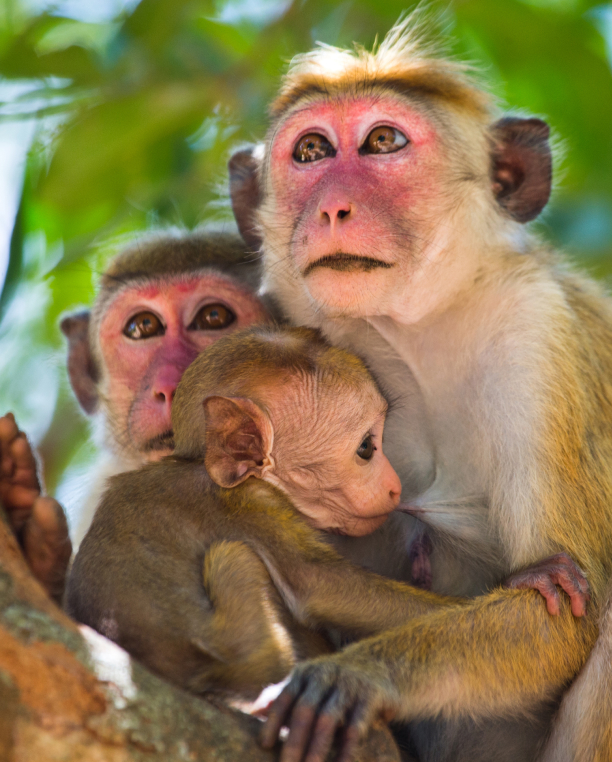 monkeys